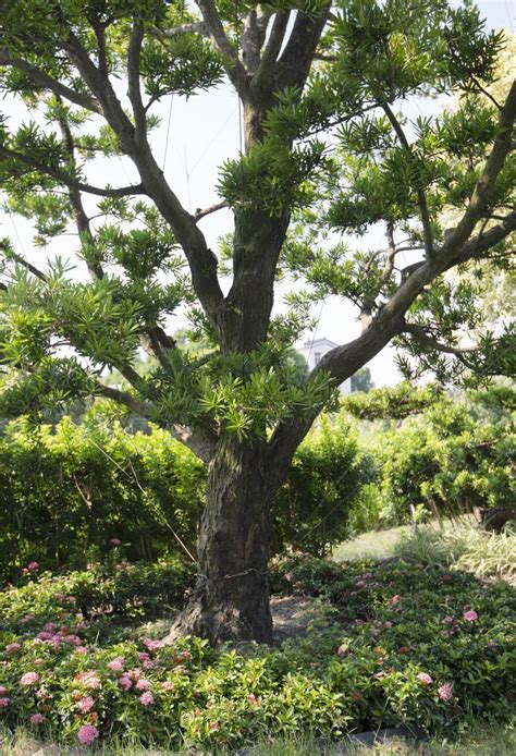 羅漢松 室內|羅漢松種植照顧方法與注意事項